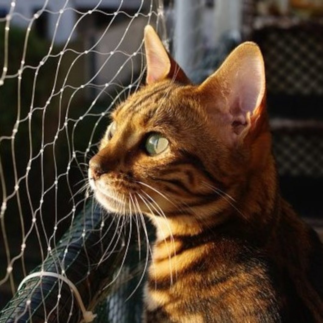 Reti di protezione per i gatti in balcone o giardino, si può? – Zampy